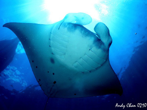 Dancing with Manta 
Manta Point - Bali by Andy Chan 